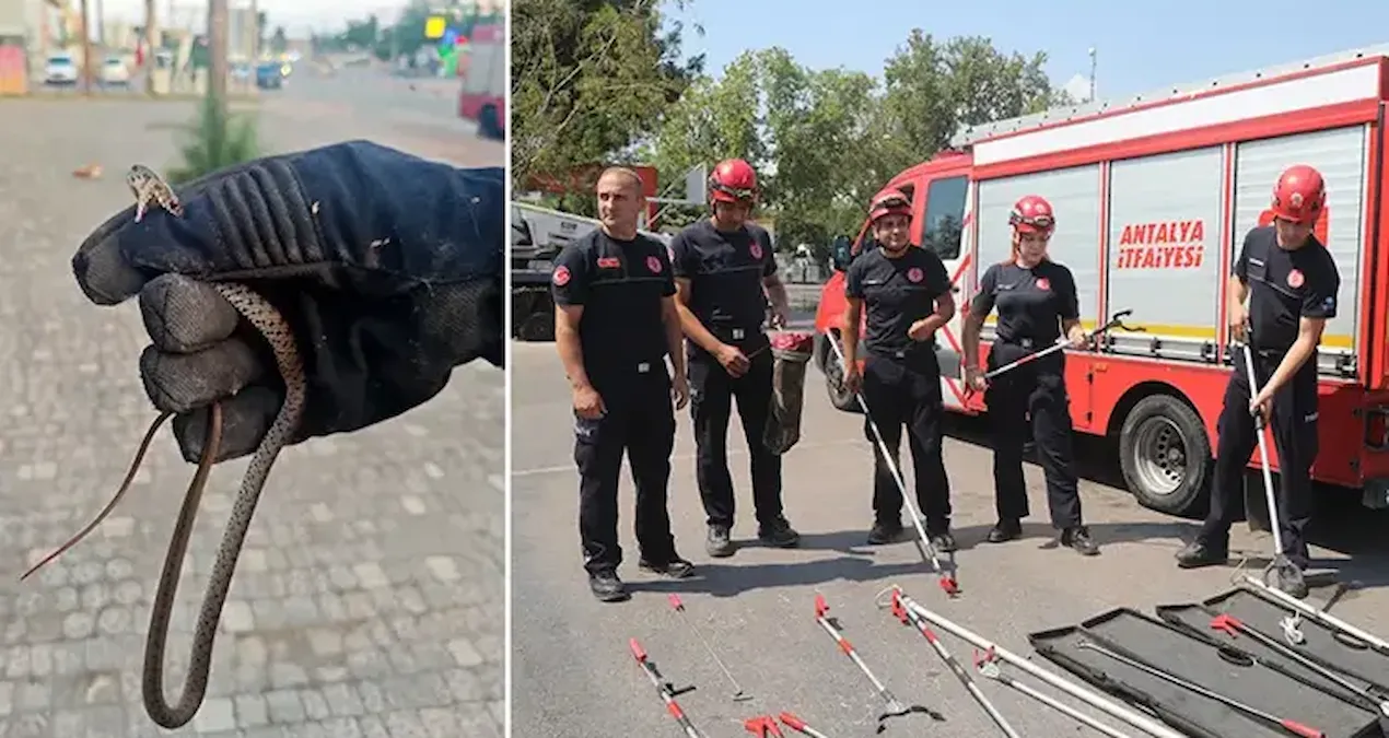 Bir kenti son günlerde yılanlar bastı!